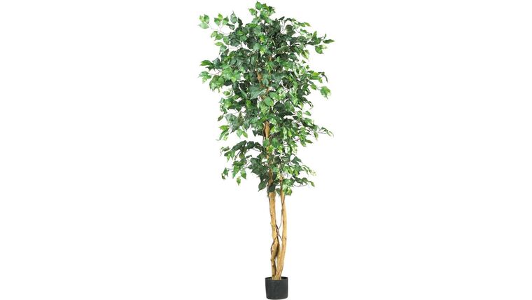 6′ Ficus Tree – Artificial | Rental