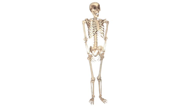 5ft. Skeleton (Mannequin Only) Prop | Rental 5ft. Skeleton (Mannequin Only) Prop | Rental