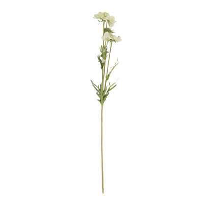 FL921 Scabiosa Flower | Rental