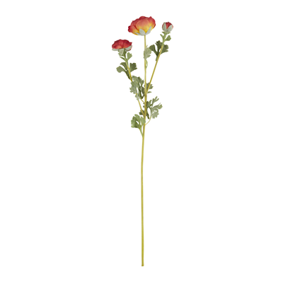 FL922 Ranunculus Spray | Rental