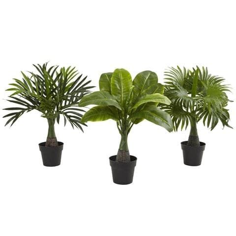 Areca, Fountain & Banana Palm (Set of 3) | Rental Areca, Fountain & Banana Palm (Set of 3) | Rental
