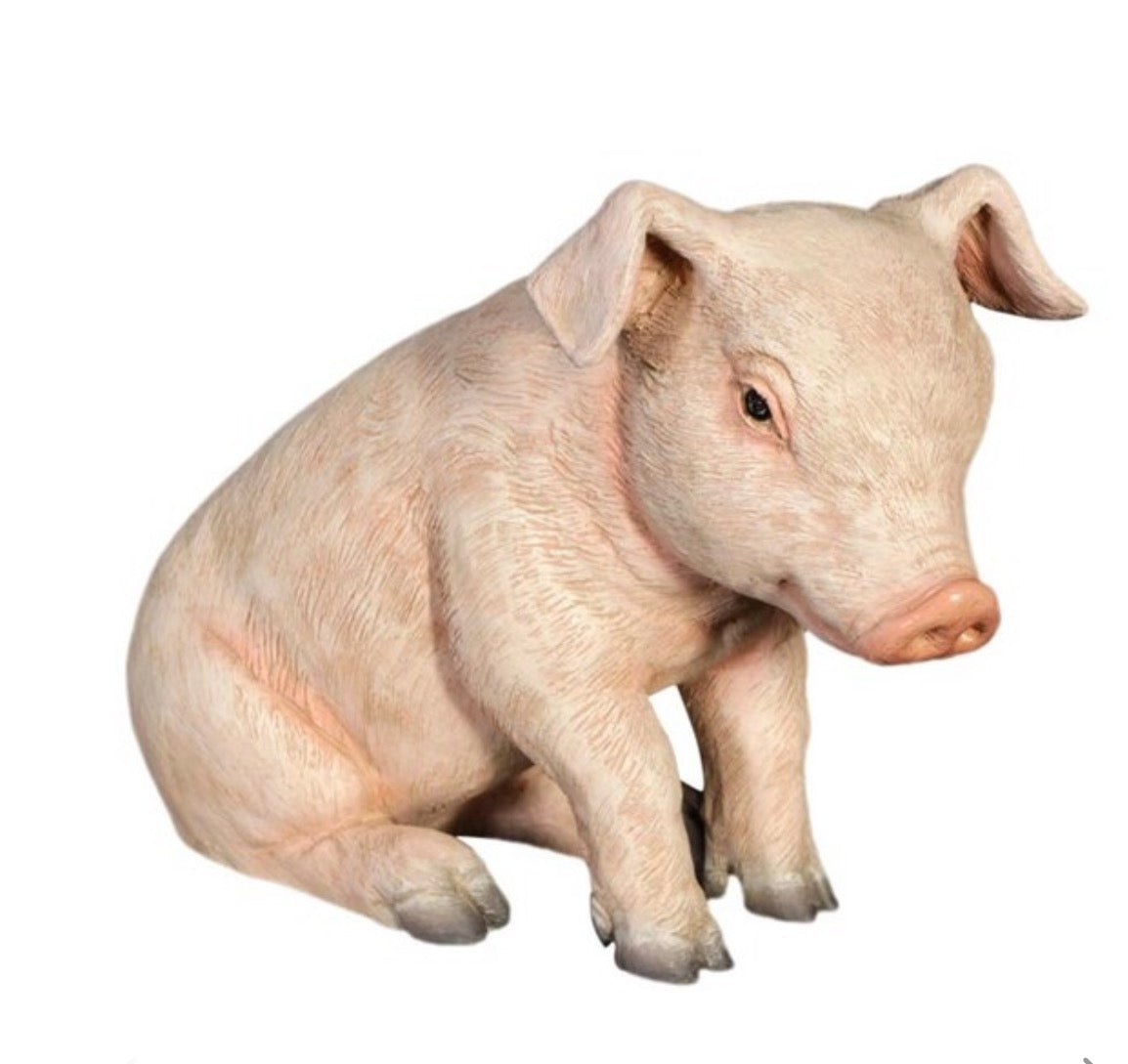 Baby Sitting Piglet | Rental Baby Sitting Piglet | Rental