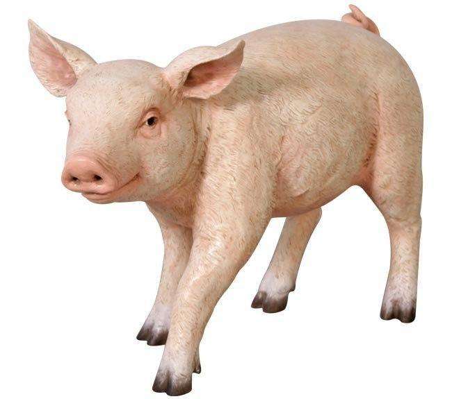 Baby Walking Piglet | Rental Baby Walking Piglet | Rental