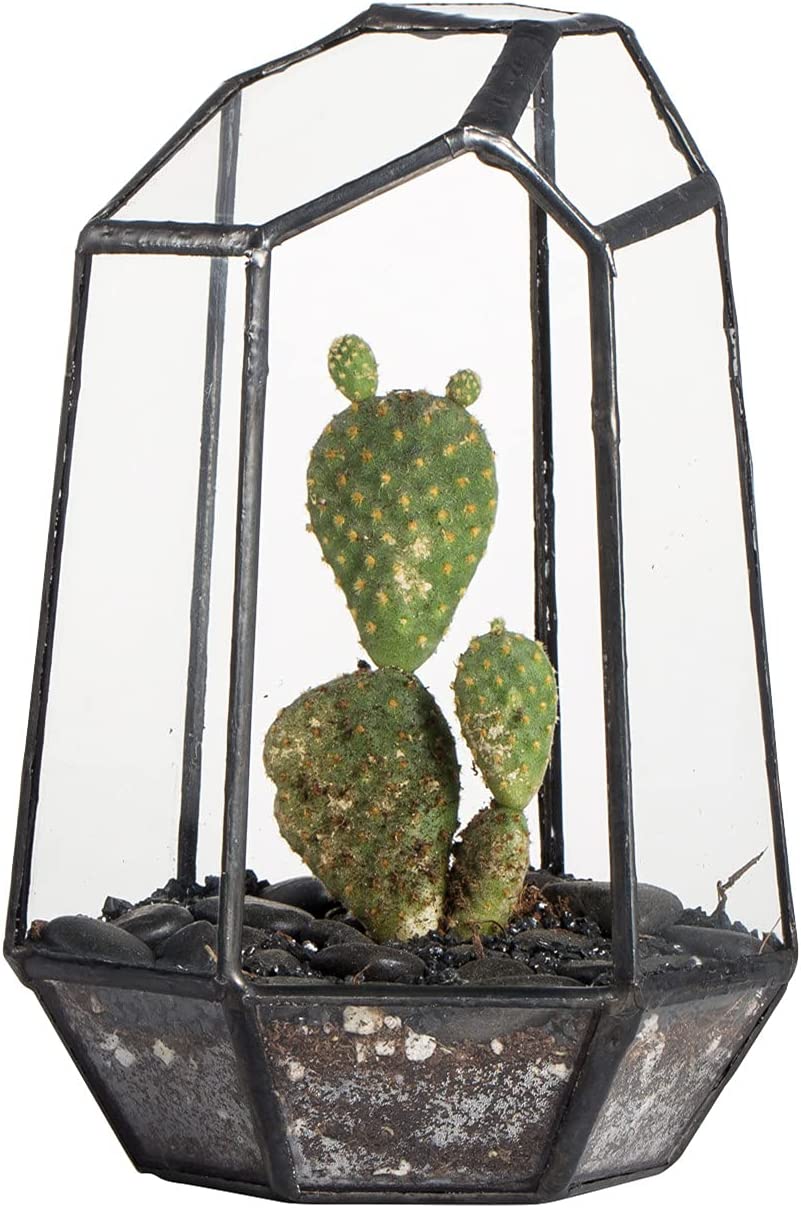 Irregular Geometric Glass Terrarium – Small | Rental Irregular Geometric Glass Terrarium – Small | Rental