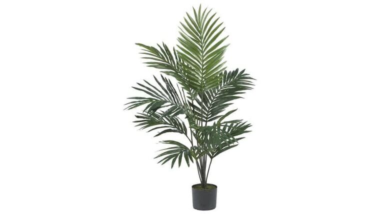 5′ Areca Palm Tree | Rental 5′ Areca Palm Tree | Rental