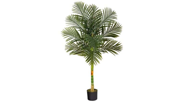 3’ Single Stalk Golden Cane Artificial Palm Tree | Rental