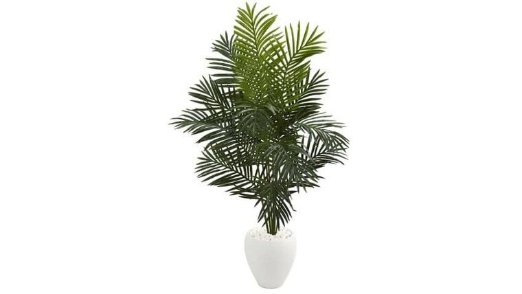 5.5’ Paradise Artificial Palm Tree in White Planter | Rental 5.5’ Paradise Artificial Palm Tree in White Planter | Rental