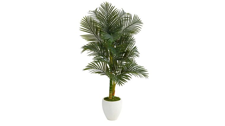 5’ Paradise Palm Artificial Tree in White Planter with Faux Moss | Rental 5’ Paradise Palm Artificial Tree in White Planter with Faux Moss | Rental