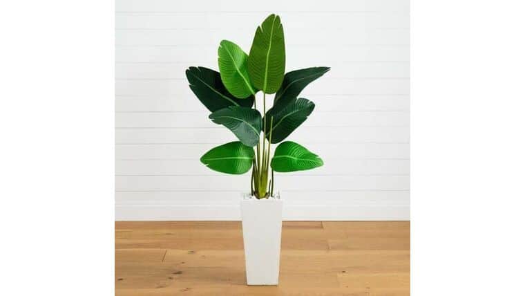 5’ Travelers Palm Artificial Tree in Tall White Planter | Rental 5’ Travelers Palm Artificial Tree in Tall White Planter | Rental