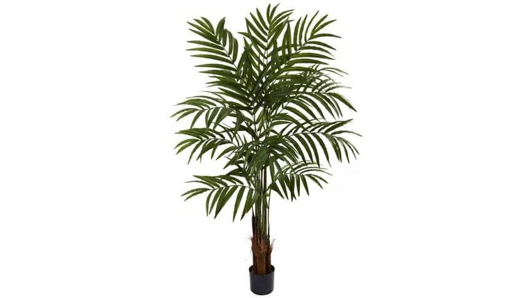 5’’ Big Palm Tree | Rental 5’’ Big Palm Tree | Rental